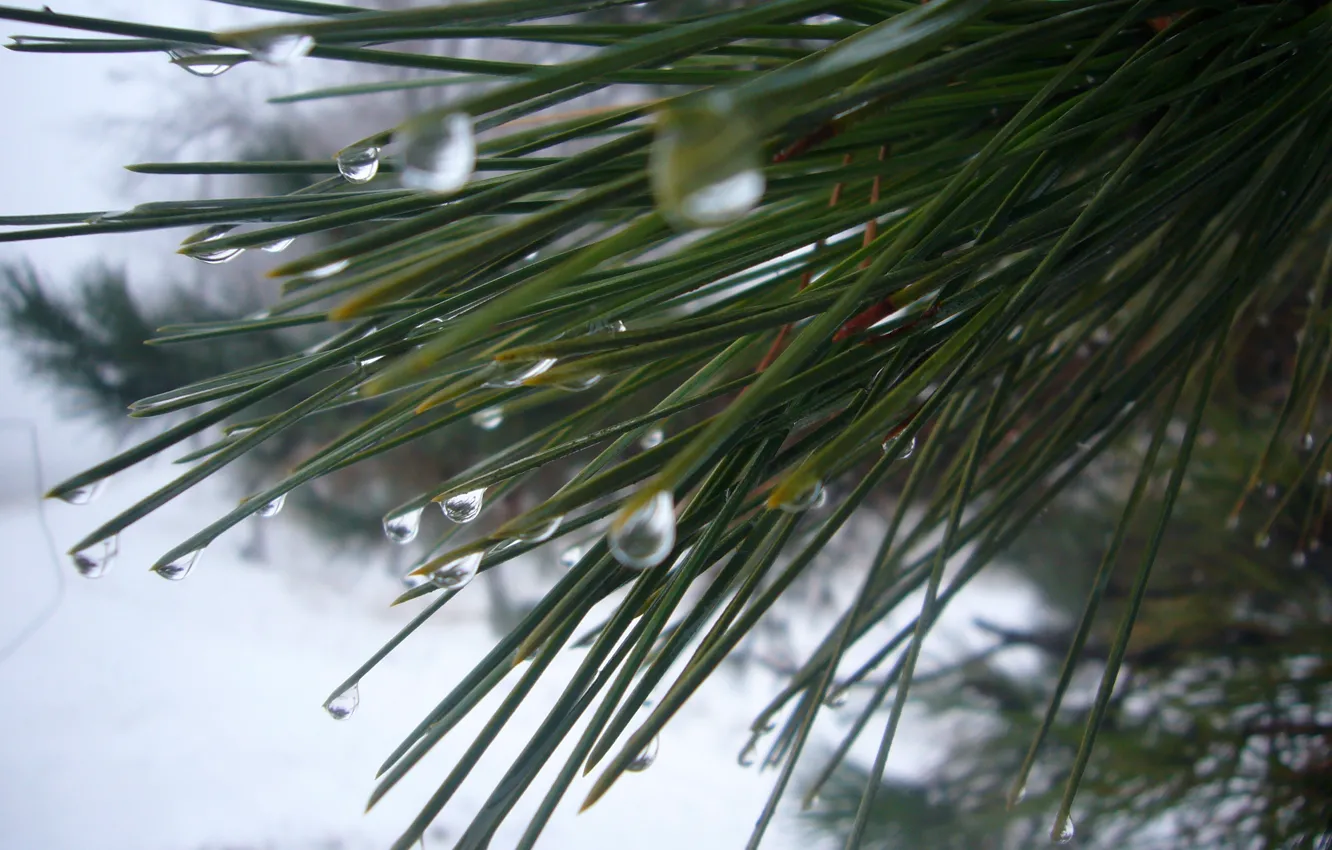 Photo wallpaper drops, macro, spruce