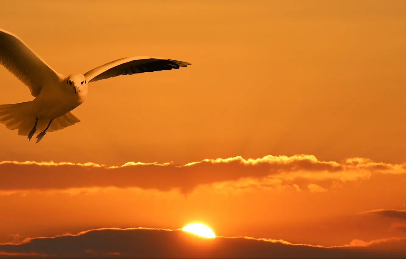 Photo wallpaper the sky, the sun, clouds, flight, sunset, bird, seagulls