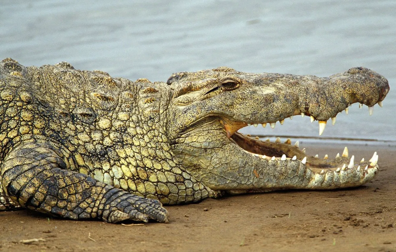 Photo wallpaper animal, Africa, wildlife, freshwater, Nile crocodile, Crocodylus niloticus