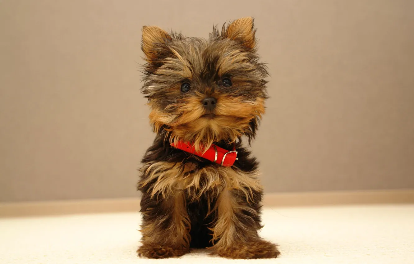 Photo wallpaper small, puppy