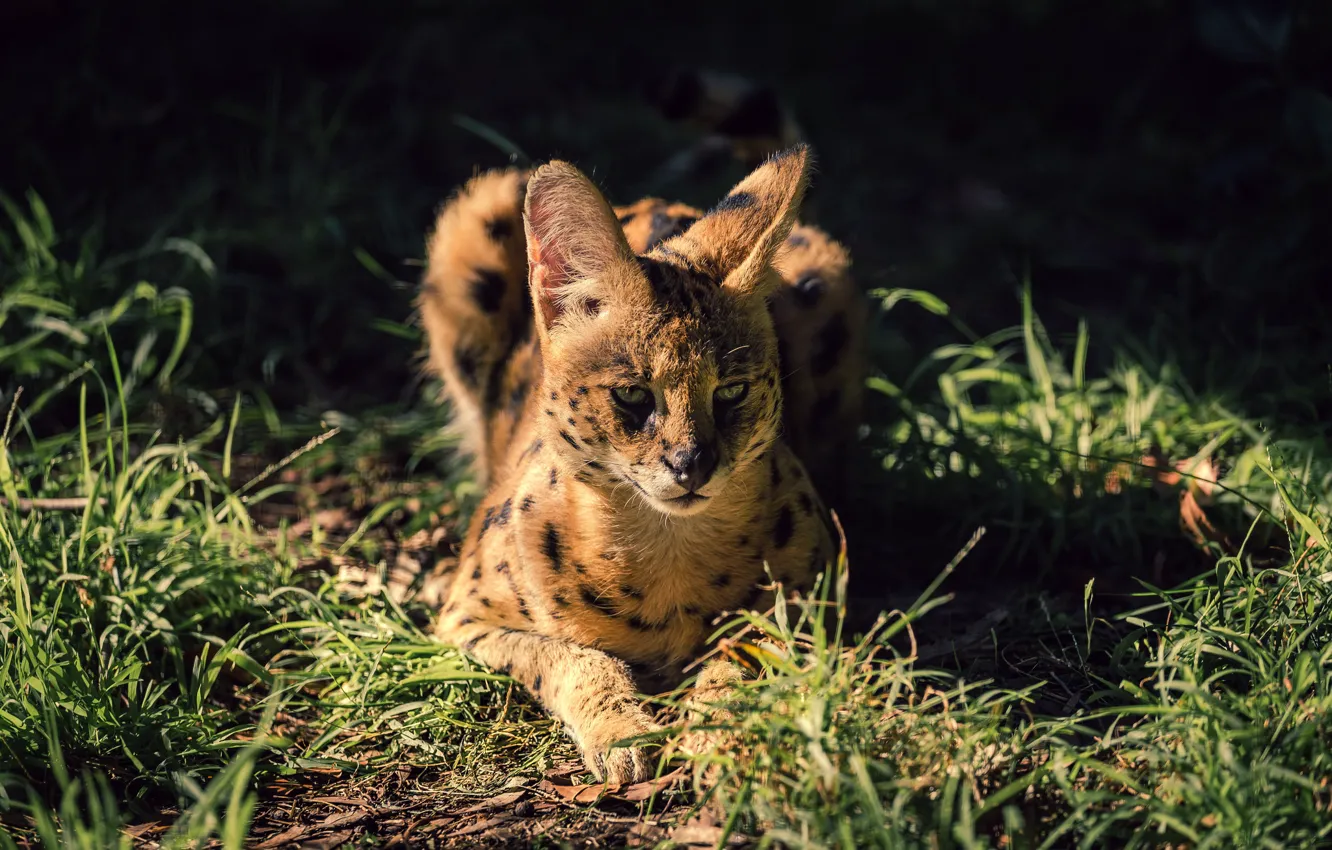Photo wallpaper grass, look, wild cat, Serval