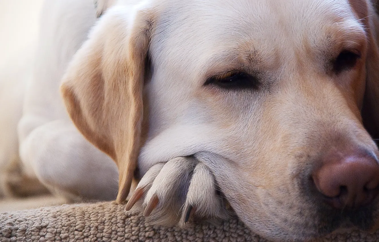 Photo wallpaper look, face, dog, Labrador