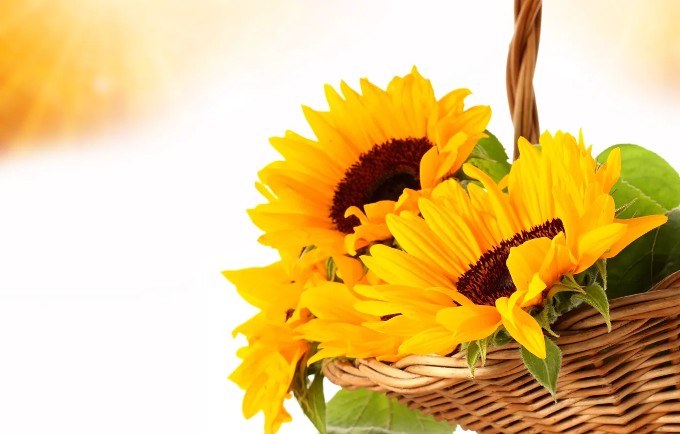 Photo wallpaper leaves, flowers, yellow, basket, sunflower, gold, Golden, yellow