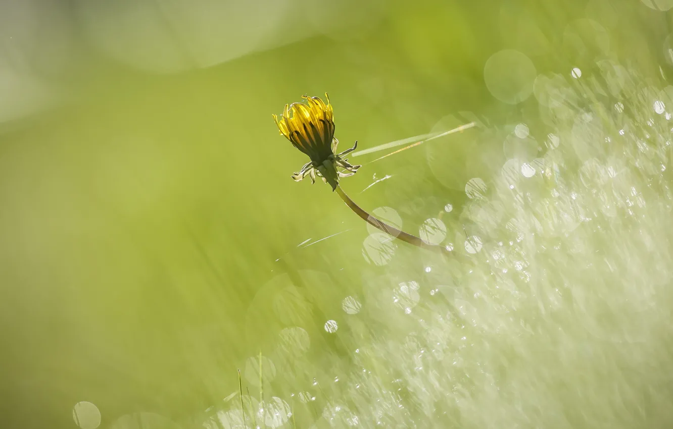 Photo wallpaper grass, macro, nature