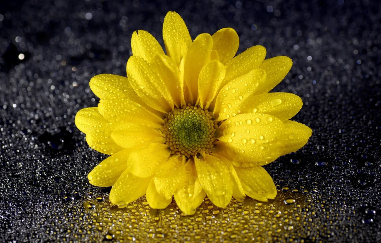 Photo wallpaper drops, flowers, chrysanthemum