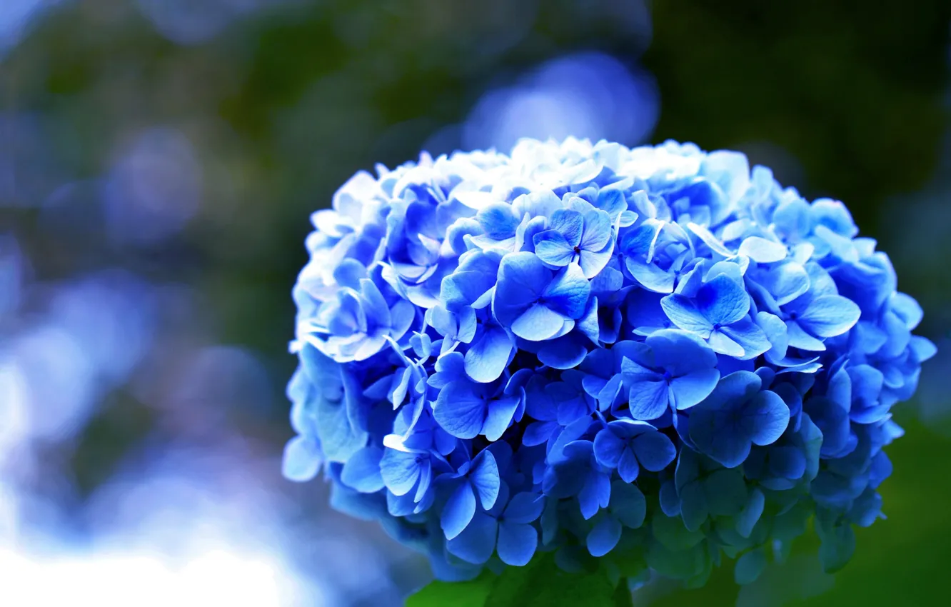 Photo wallpaper flowers, blue, blue, bokeh, hydrangea