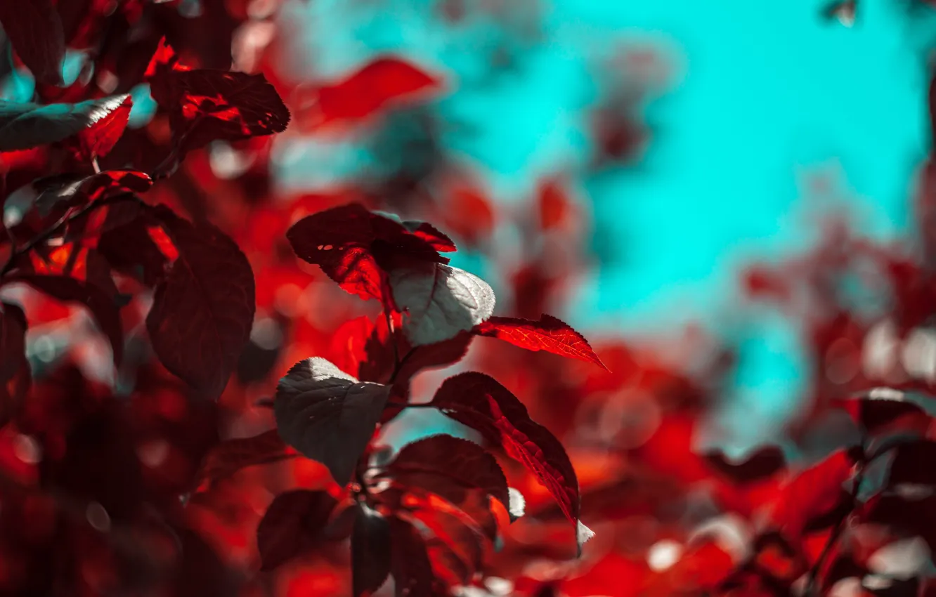 Photo wallpaper the sky, leaves, macro, trees, red, sprig, Wallpaper, bokeh