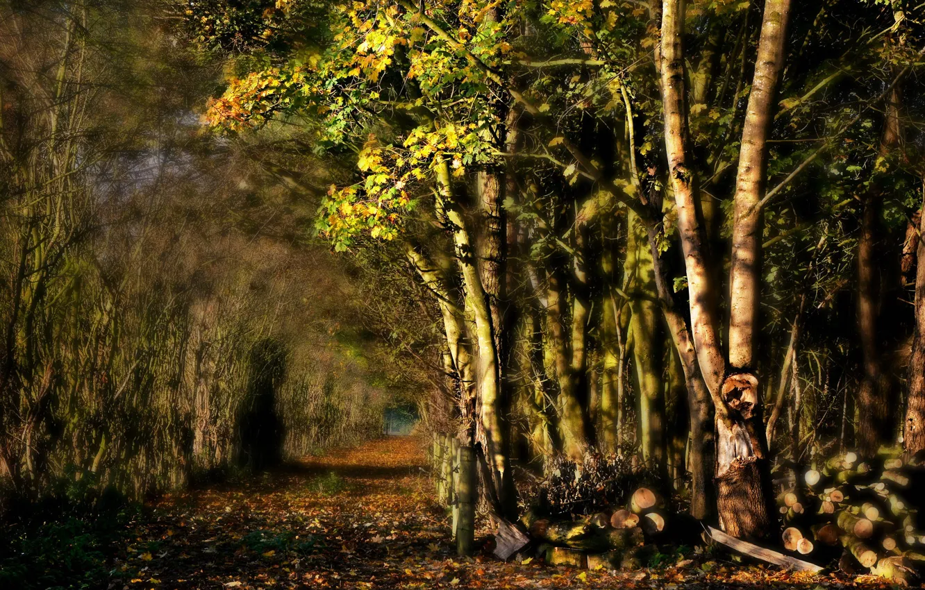 Photo wallpaper road, trees, alley