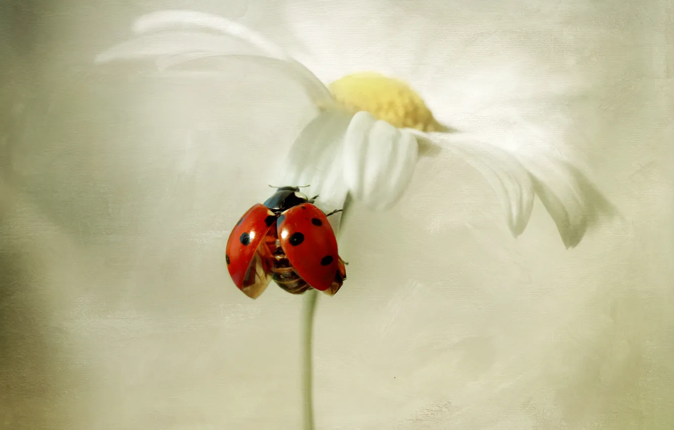 Photo wallpaper flower, ladybug, Daisy, white