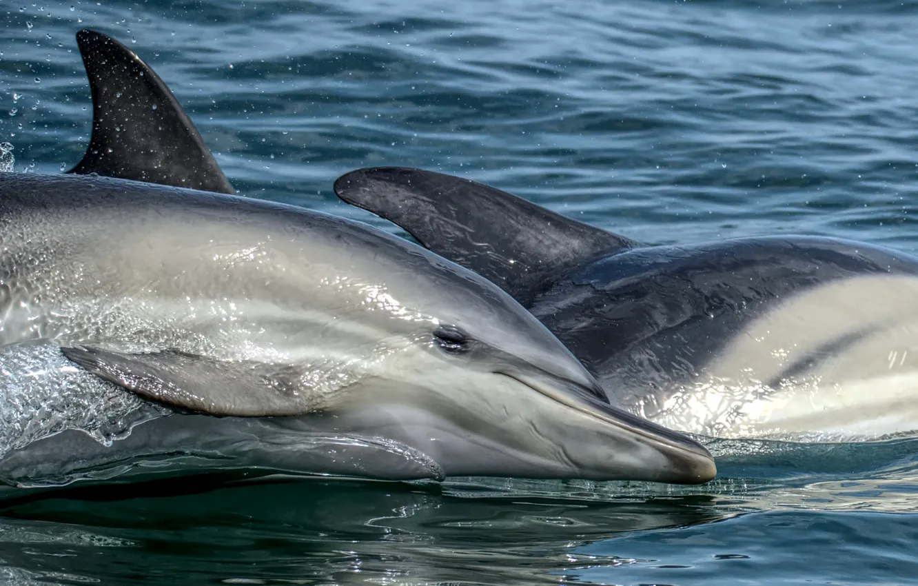 Photo wallpaper sea, water, dolphins