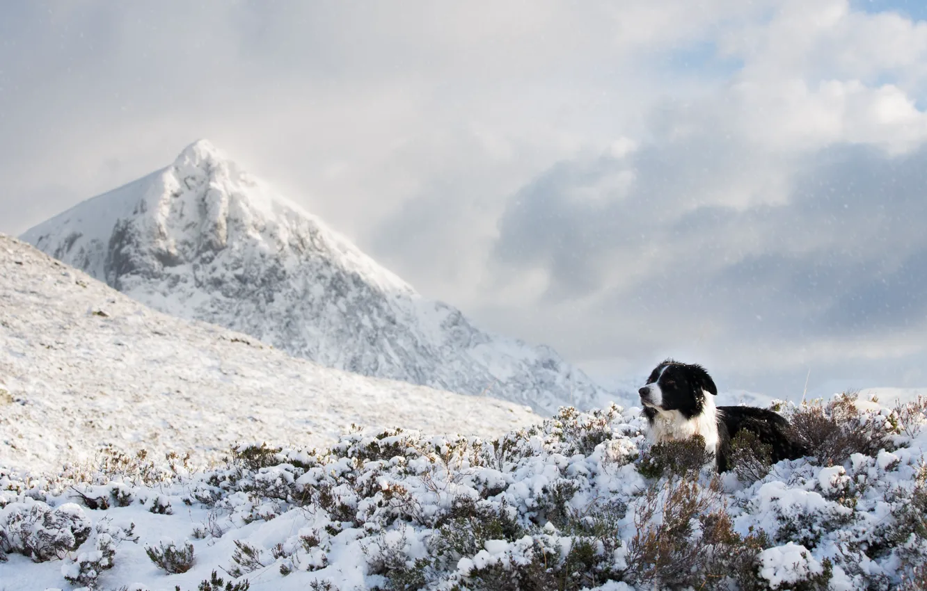 Photo wallpaper cold, winter, clouds, snow, mountains, dog, lies, the border collie