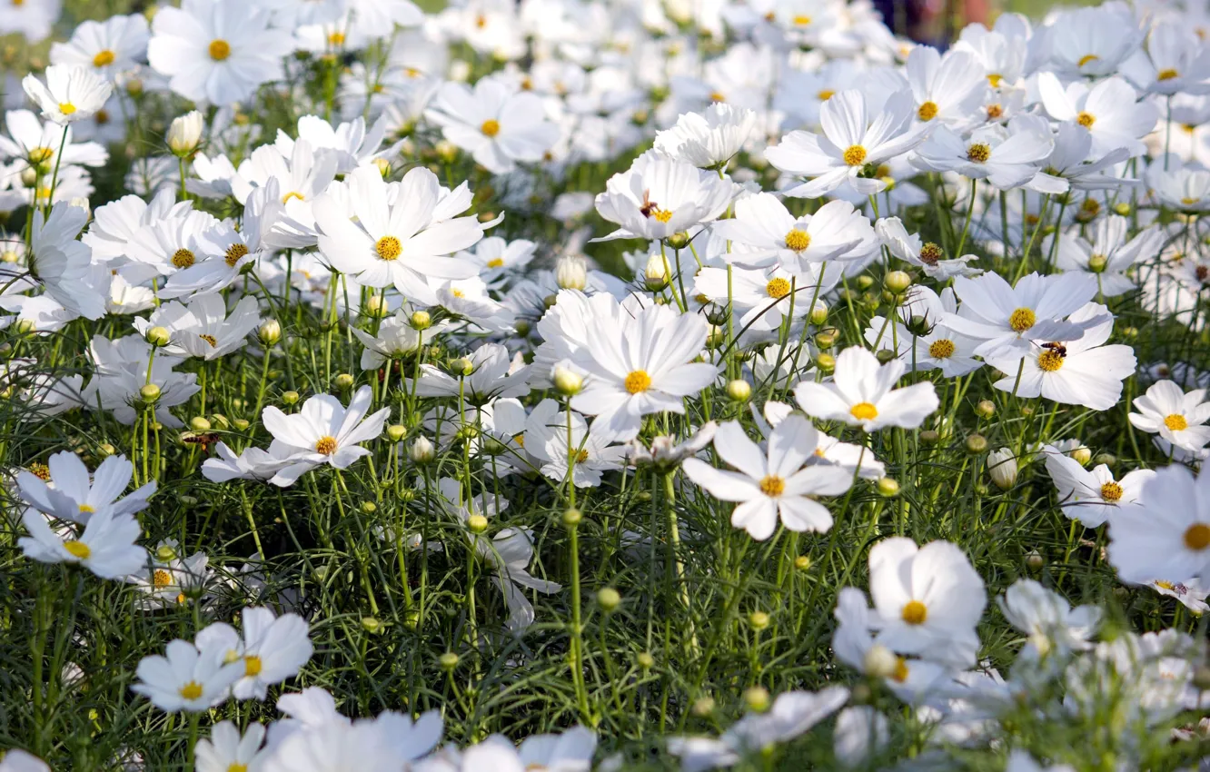 Photo wallpaper flowerbed, white flowers, kosmeya