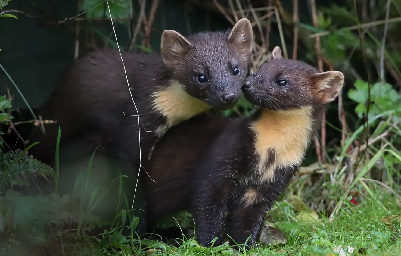 Photo wallpaper predator, pair, marten