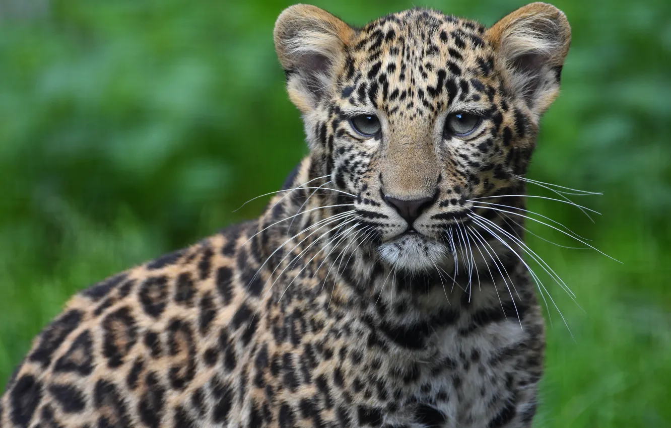 Photo wallpaper look, portrait, leopard, cub, face, sitting