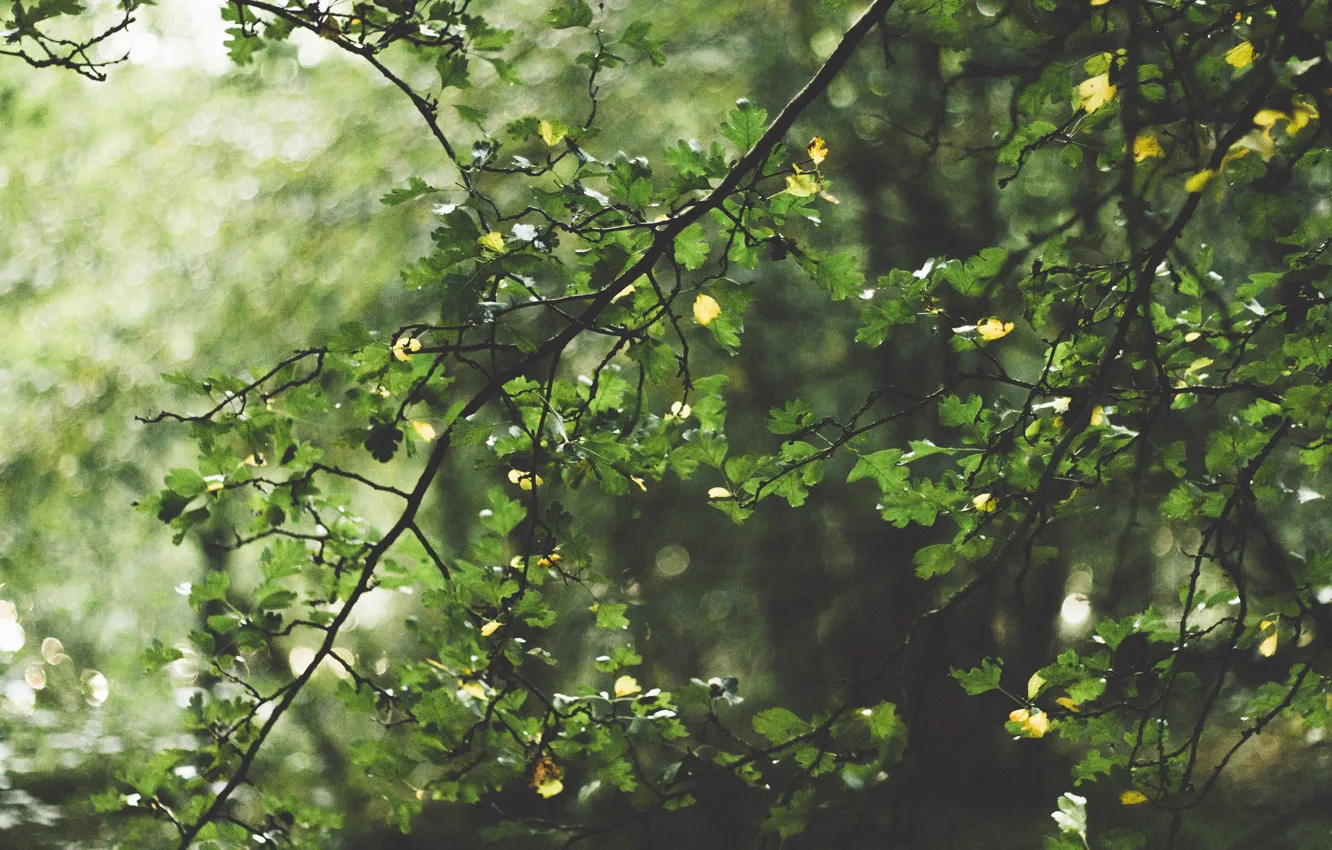 Photo wallpaper forest, leaves, the sun, trees, branch, bokeh