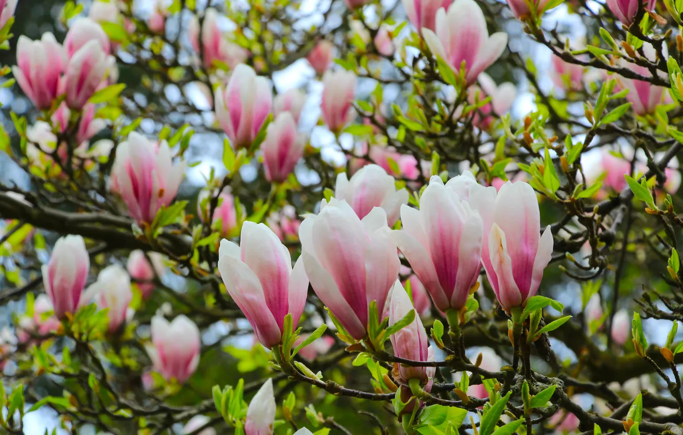 Photo wallpaper flower, spring, magnolia