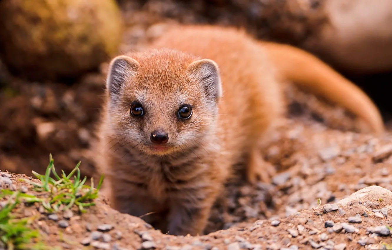 Photo wallpaper look, animal, mongoose