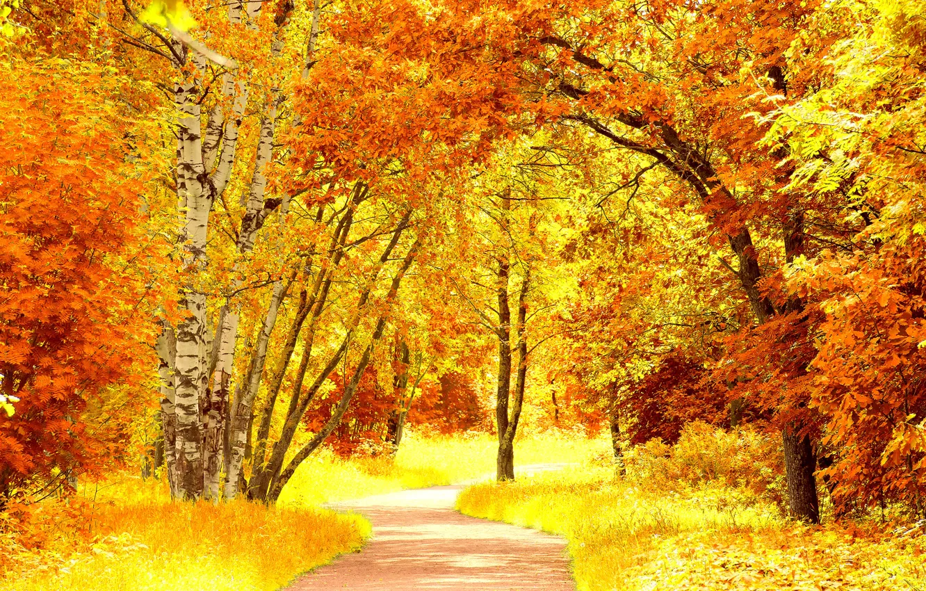 Photo wallpaper road, autumn, leaves, trees, landscape, nature, yellow, orange