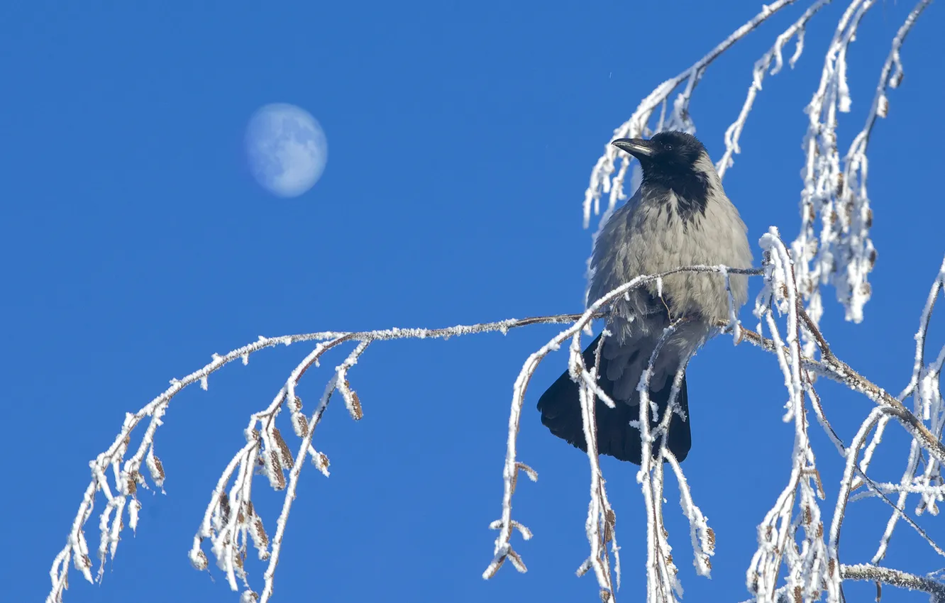 Photo wallpaper winter, frost, branches, bird, crows