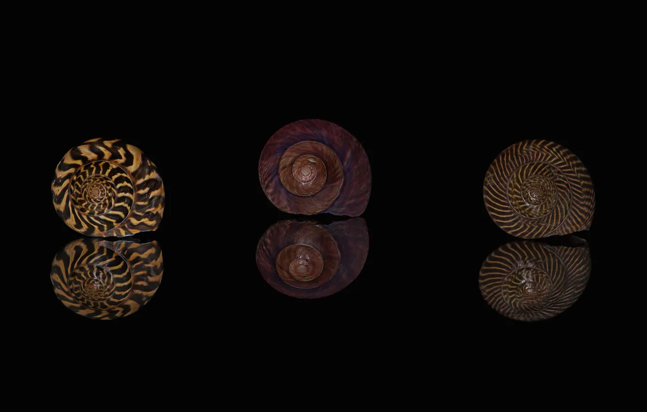 Photo wallpaper macro, reflection, pattern, sink, shell