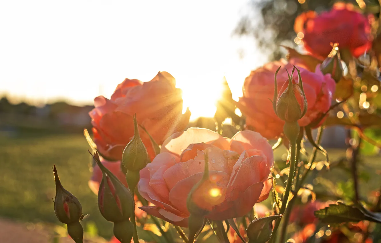 Photo wallpaper field, the sky, the sun, rays, light, flowers, nature, dawn