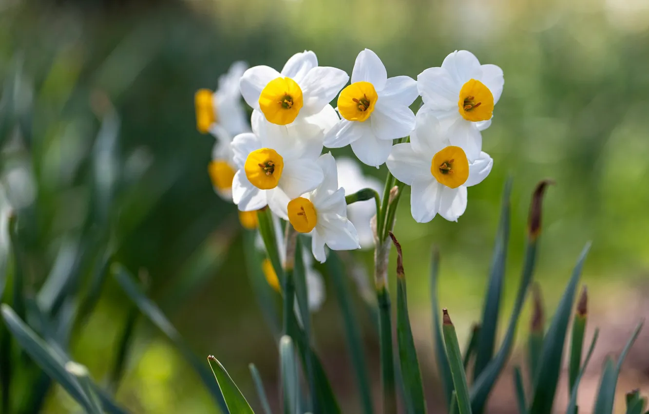 Photo wallpaper flowers, spring, white, daffodils, bokeh