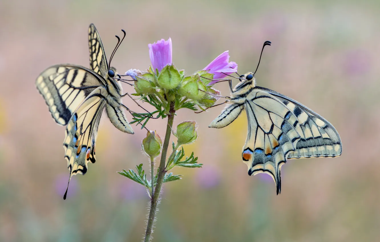 Photo wallpaper summer, butterfly, pair, swallowtail