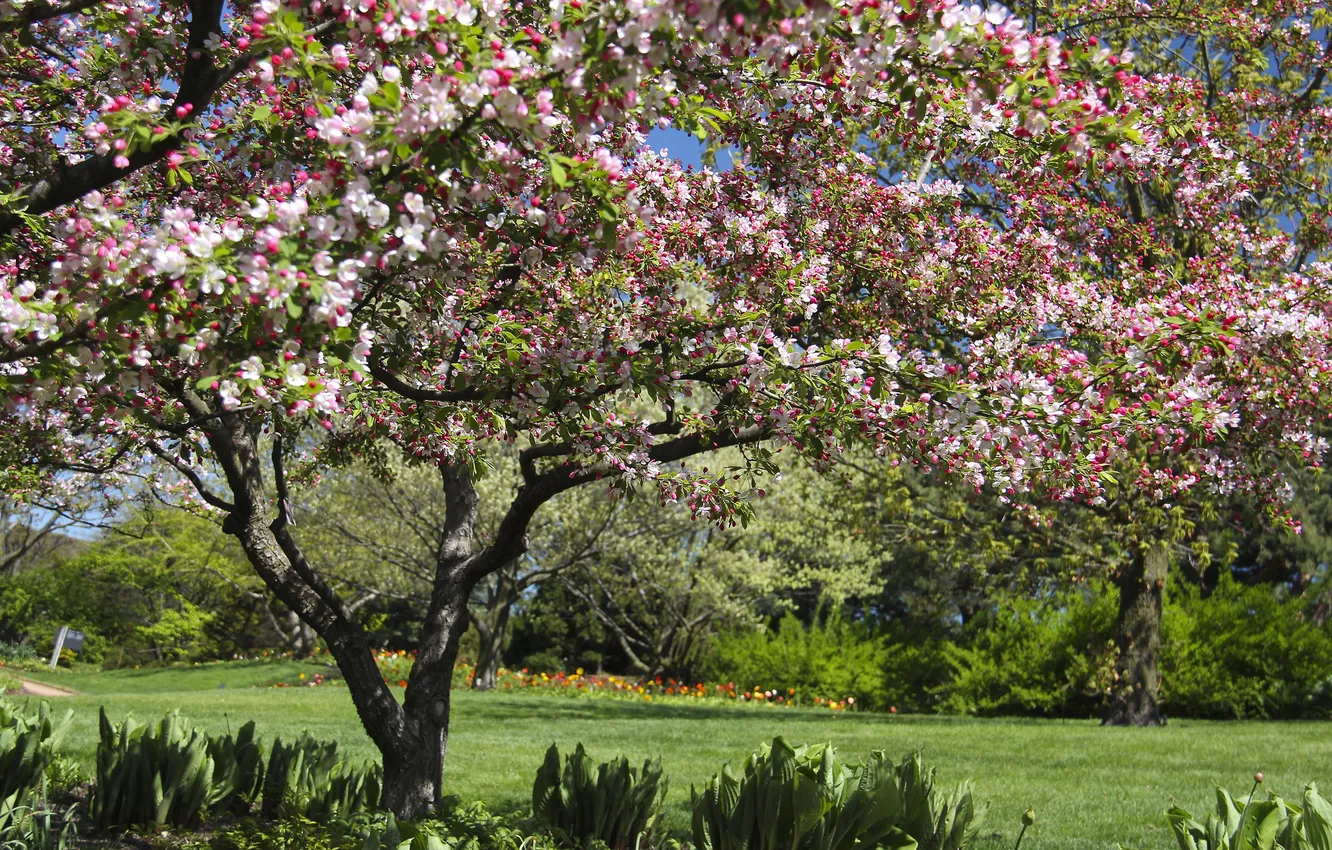 Photo wallpaper tree, spring, Il, Illinois, flowering, Glencoe, Glencoe, Chicago Botanic Garden