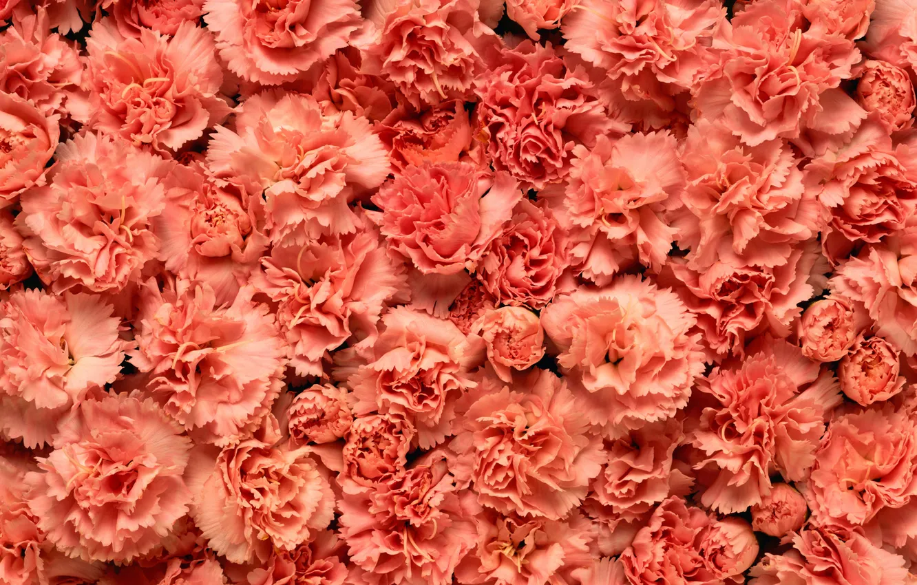 Photo wallpaper macro, flowers, pink