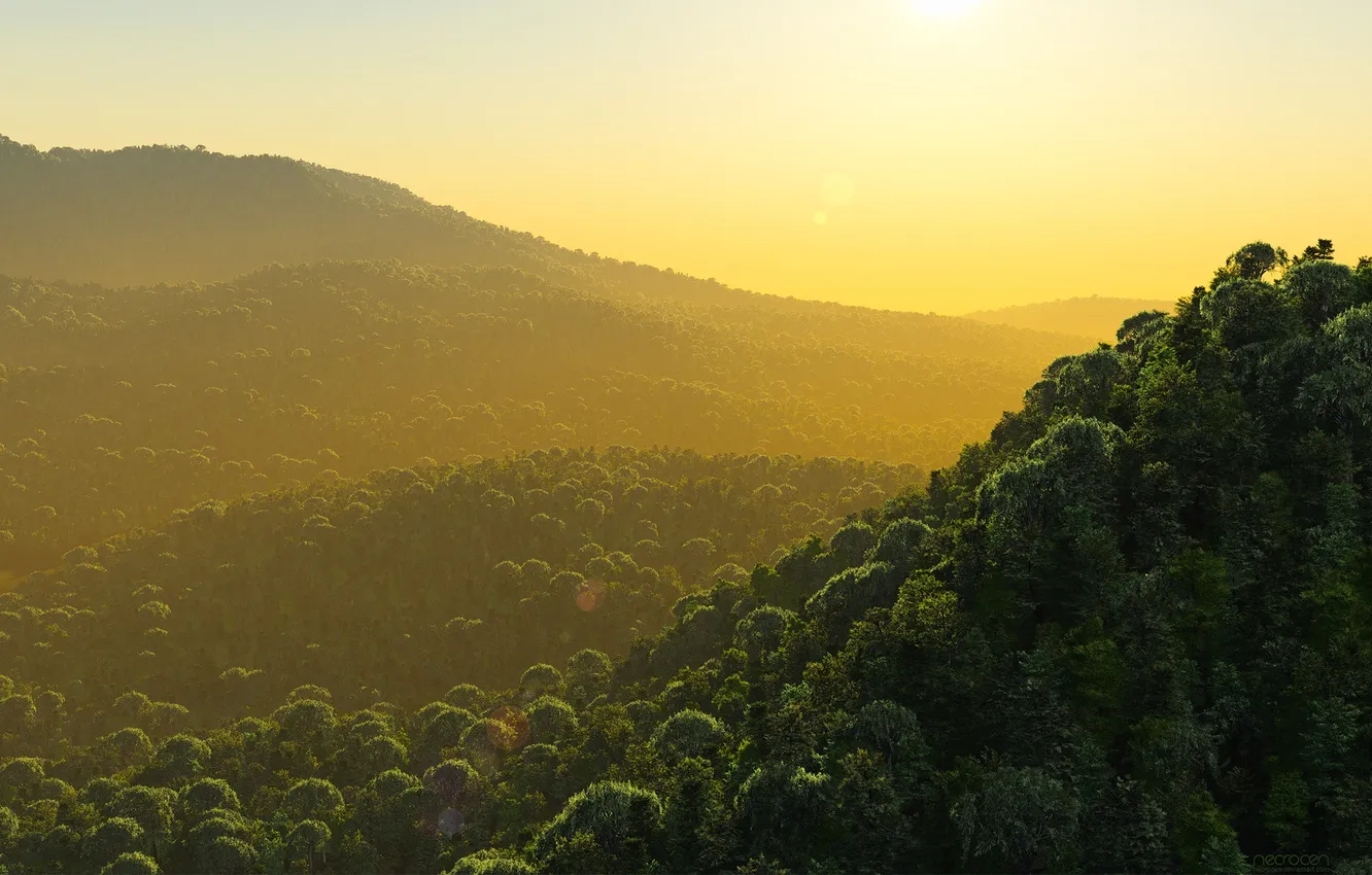 Photo wallpaper forest, landscape, mountains, nature, fog, photo, morning