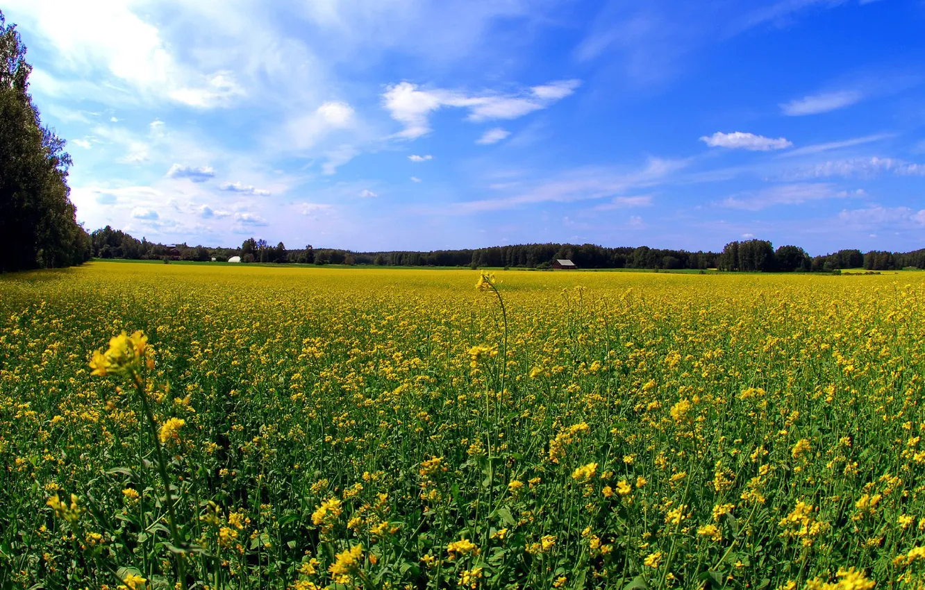 Photo wallpaper field, forest, the sky, flowers, yellow, glade, horizon, house