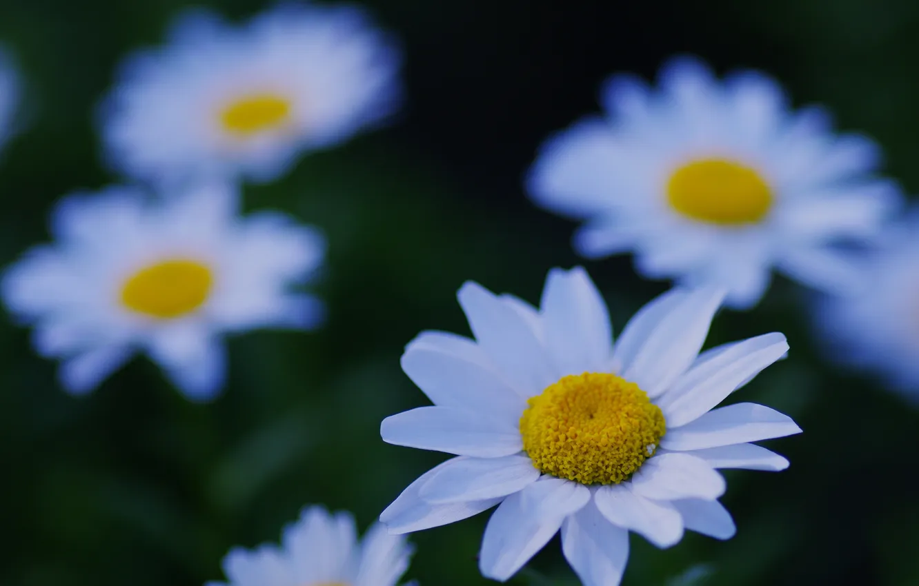 Photo wallpaper white, macro, flowers, nature, glade, plant, chamomile, focus