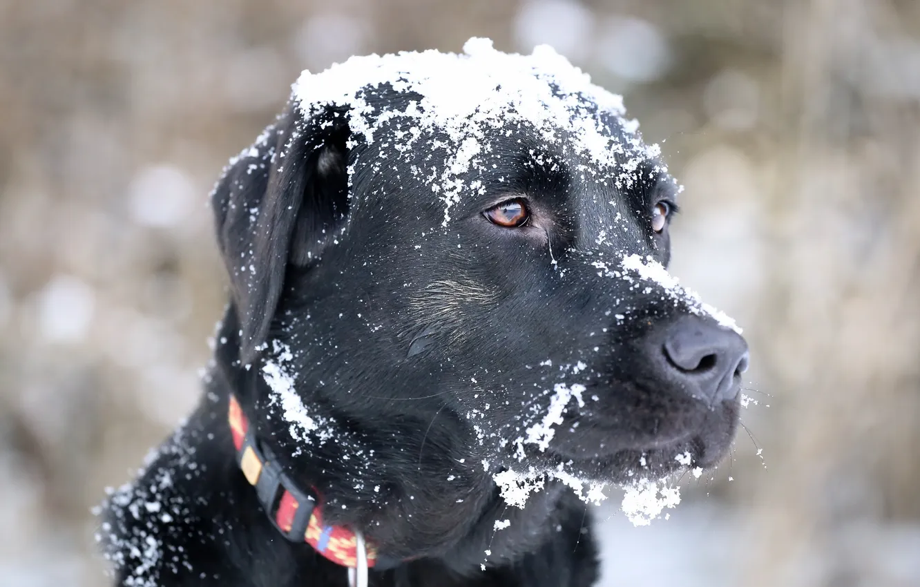 Photo wallpaper look, each, dog