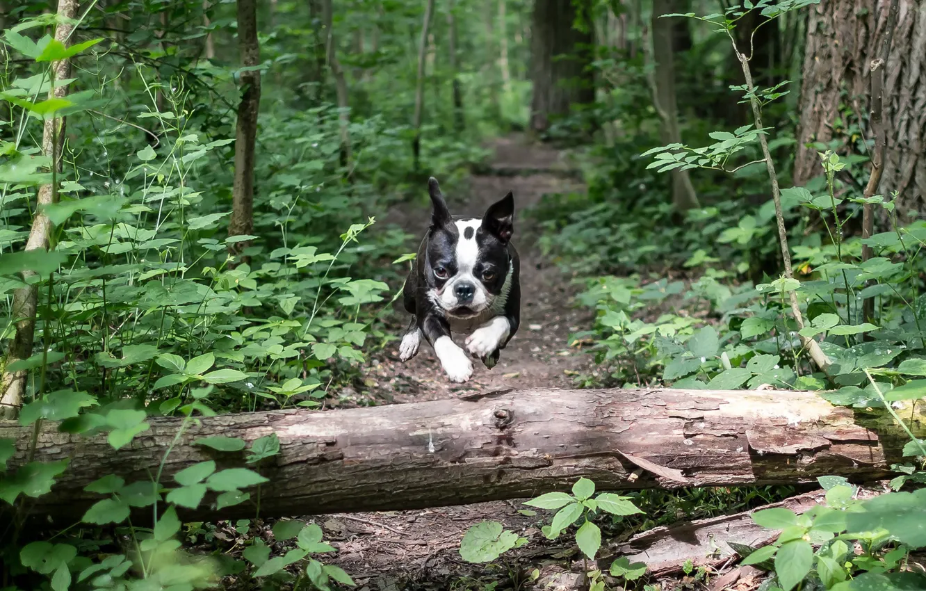 Photo wallpaper forest, jump, speed, Bulldog Frances