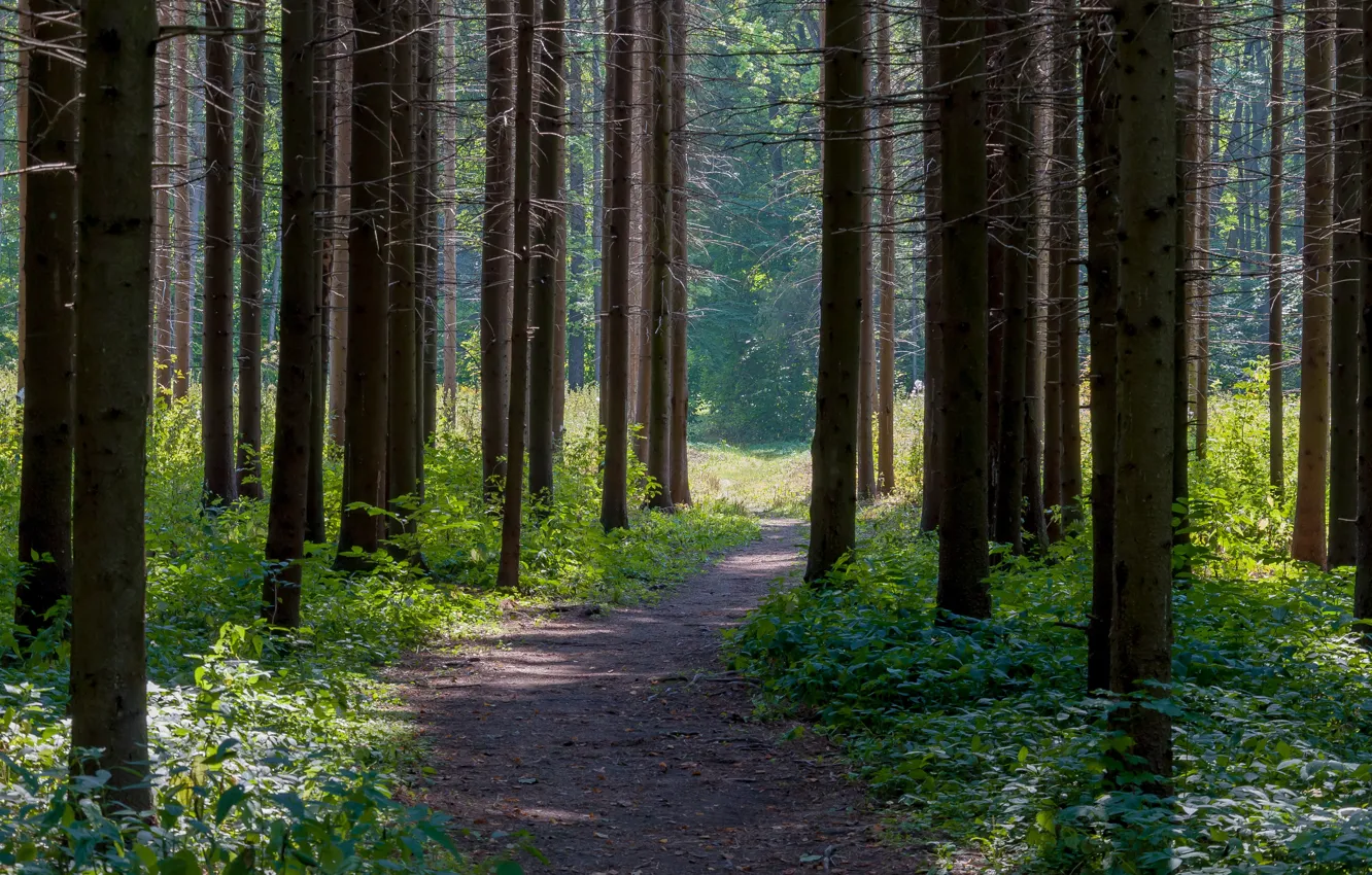 Photo wallpaper summer, the sun, spruce forest, Yasnaya Polyana
