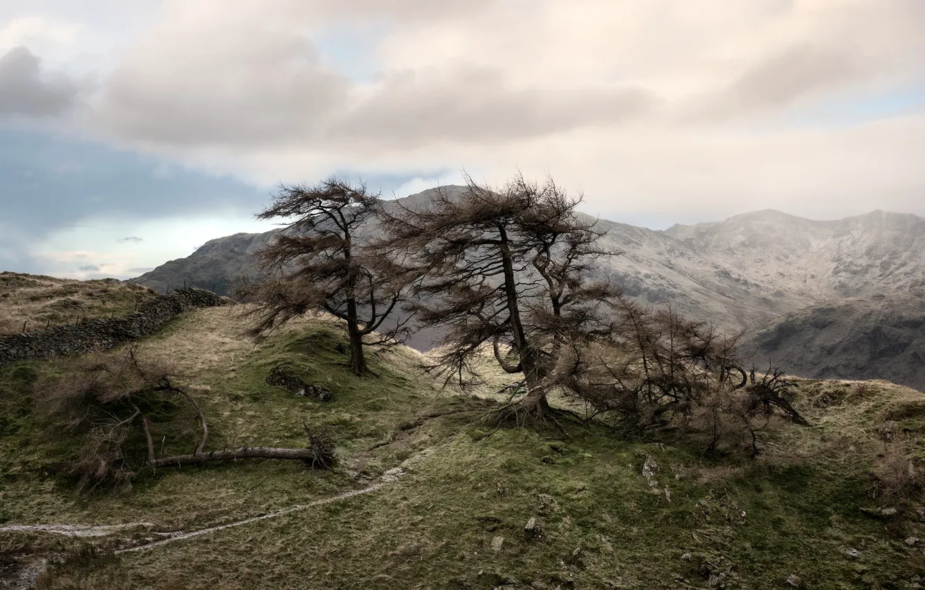 Photo wallpaper the sky, trees, mountains, nature, the fence