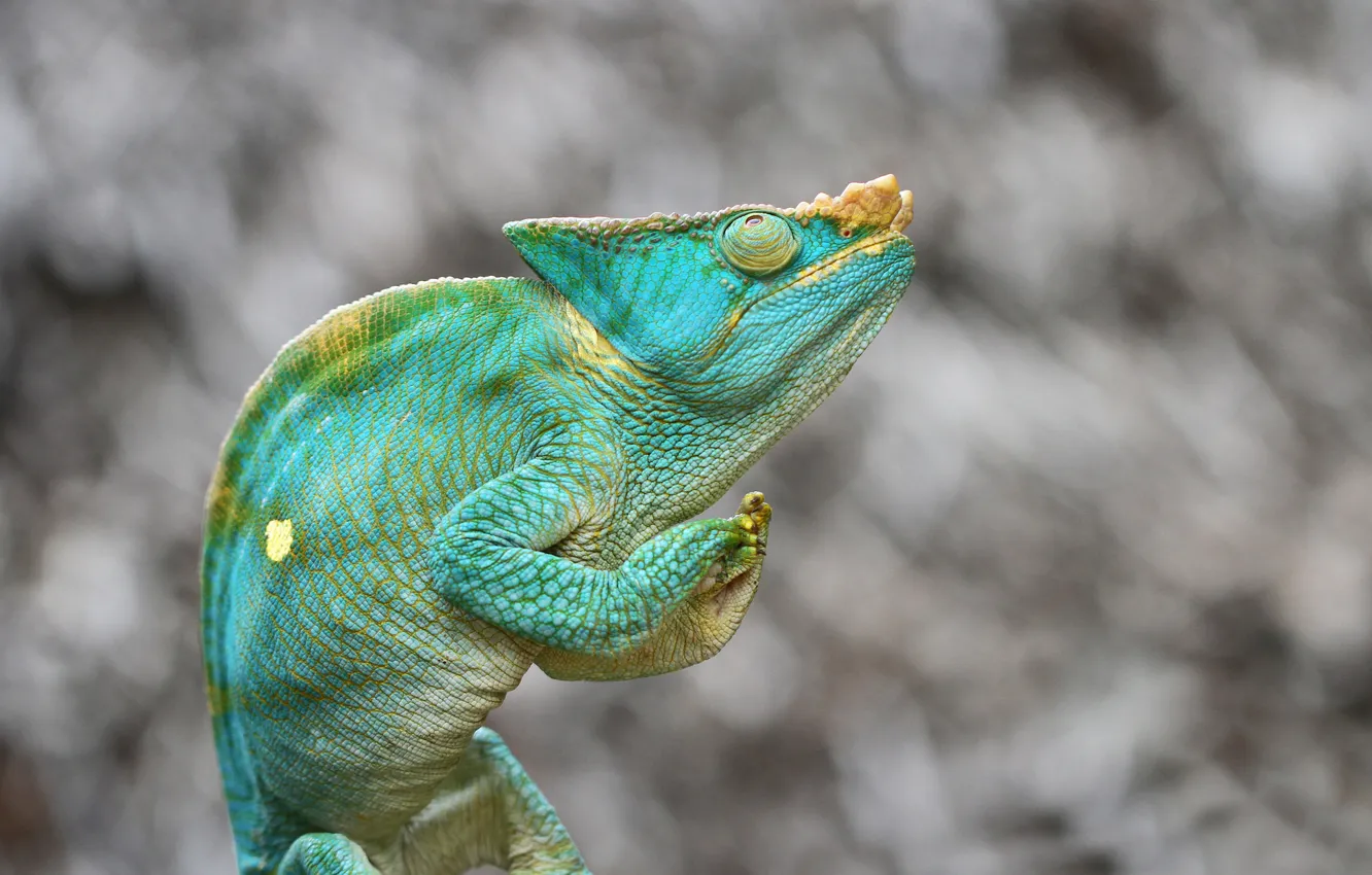 Photo wallpaper green, background, lizard, Chameleon parson