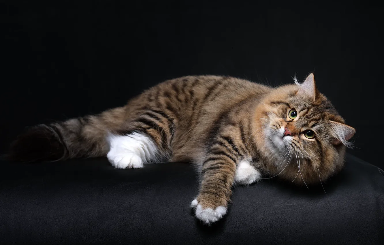 Photo wallpaper cat, cat, look, fluffy, lies, striped, Studio