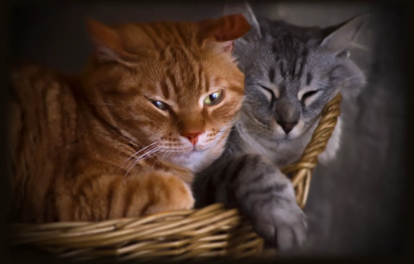 Photo wallpaper cat, cat, look, pose, face