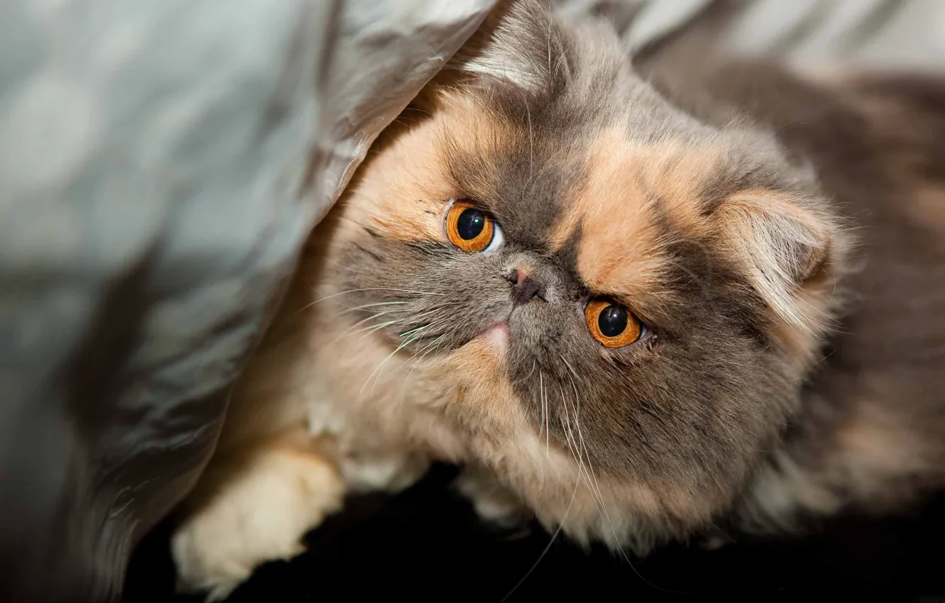 Photo wallpaper eyes, cat, look, muzzle, beautiful, pedigree