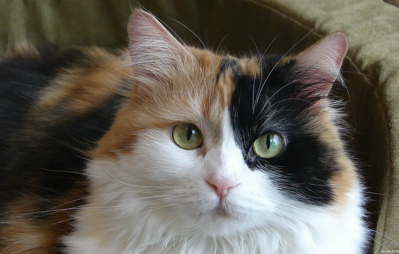 Photo wallpaper cat, green eyes, spotted