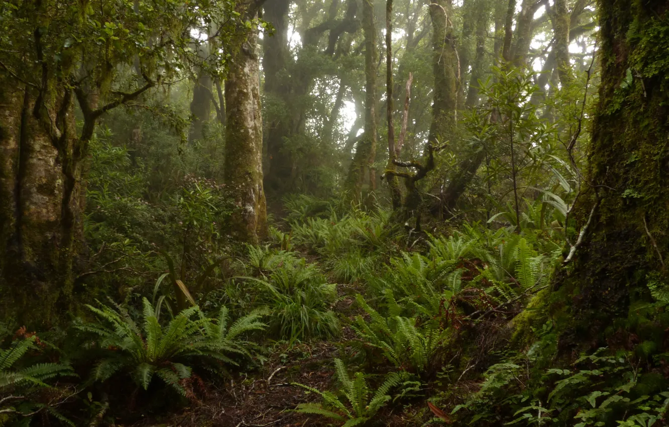 Photo wallpaper forest, trees, nature, New Zealand, fern, New Zealand