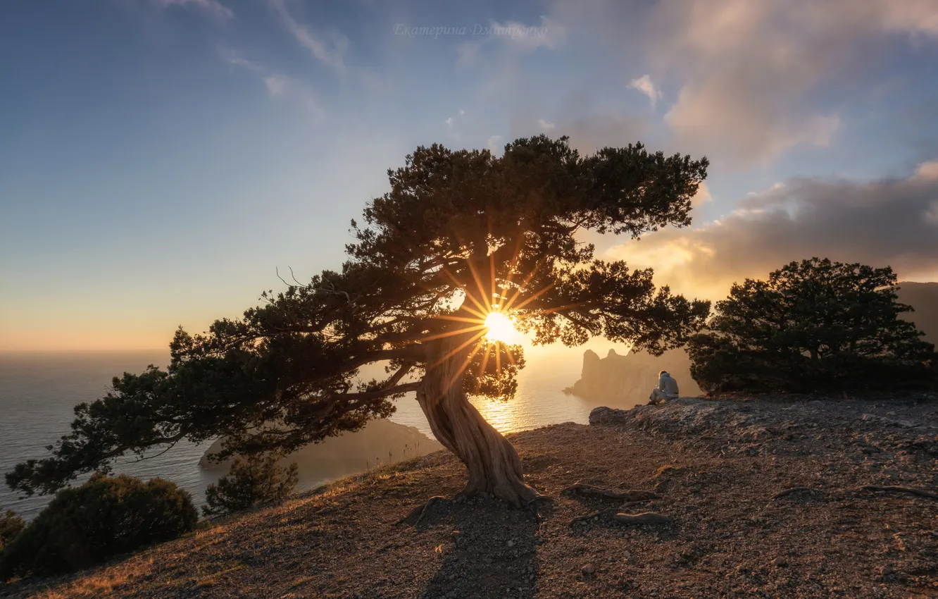 Photo wallpaper light, sunset, tree, sun