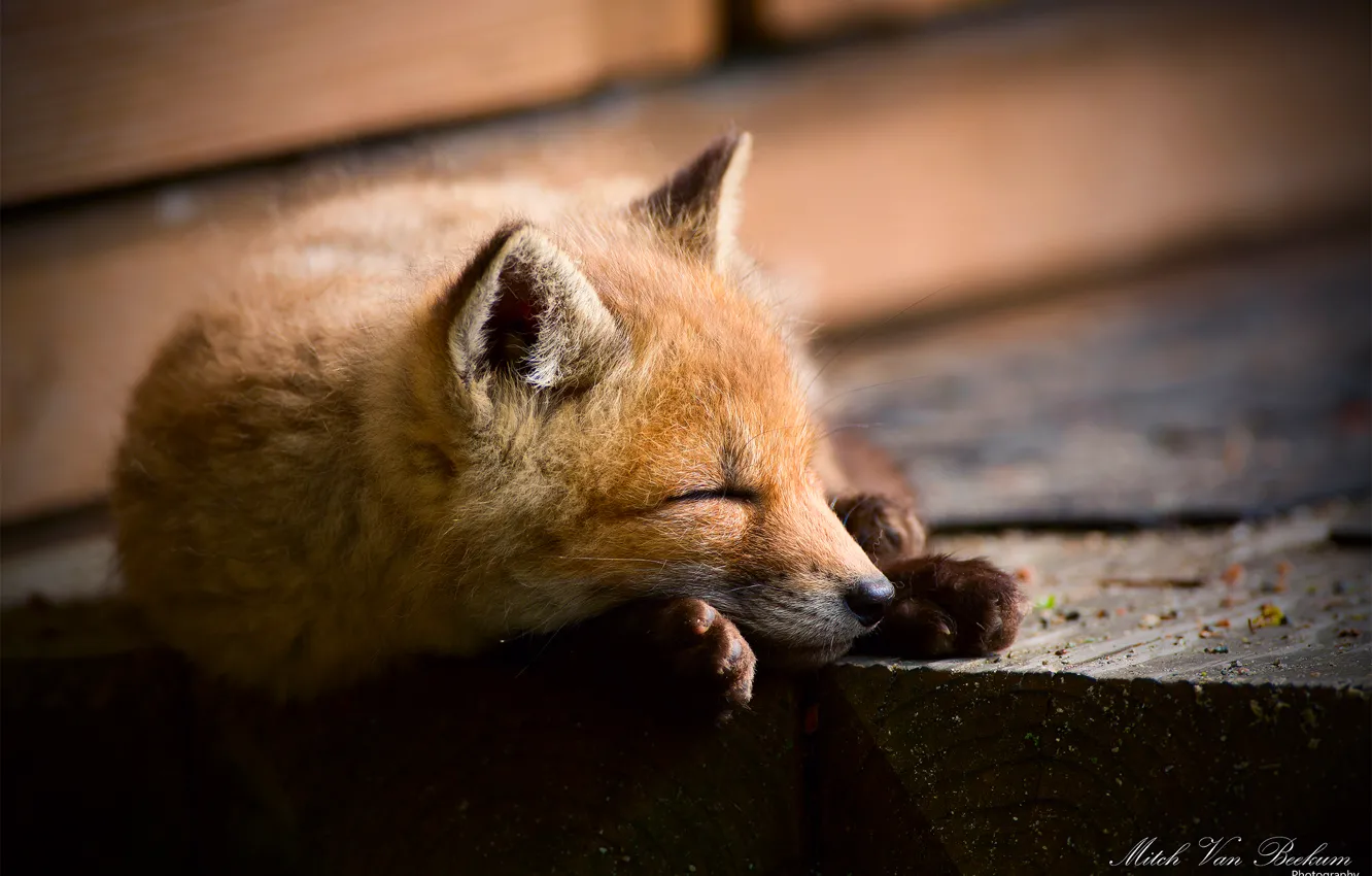 Photo wallpaper Fox, sleeping, Fox, Fox
