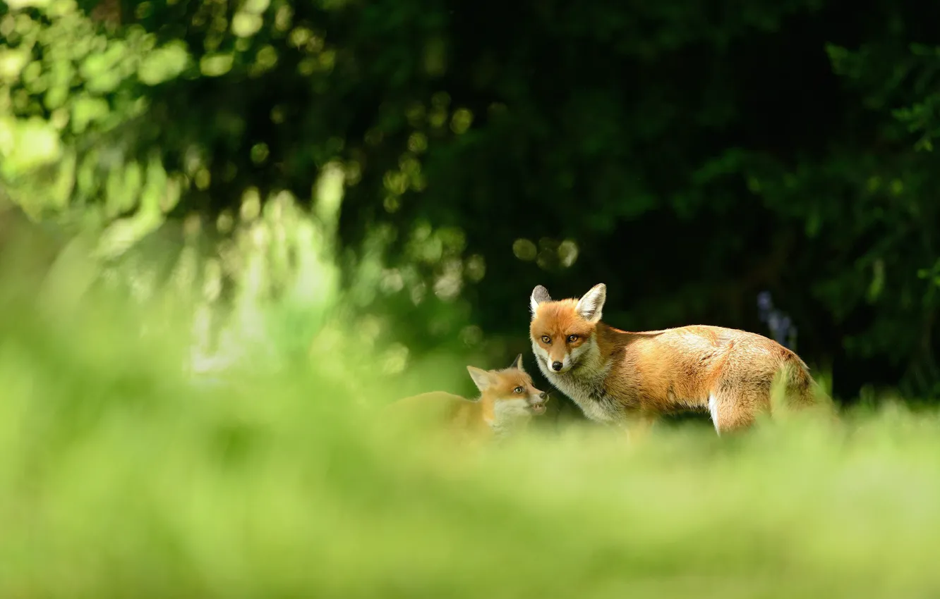 Photo wallpaper greens, forest, grass, branches, nature, background, animal, spruce