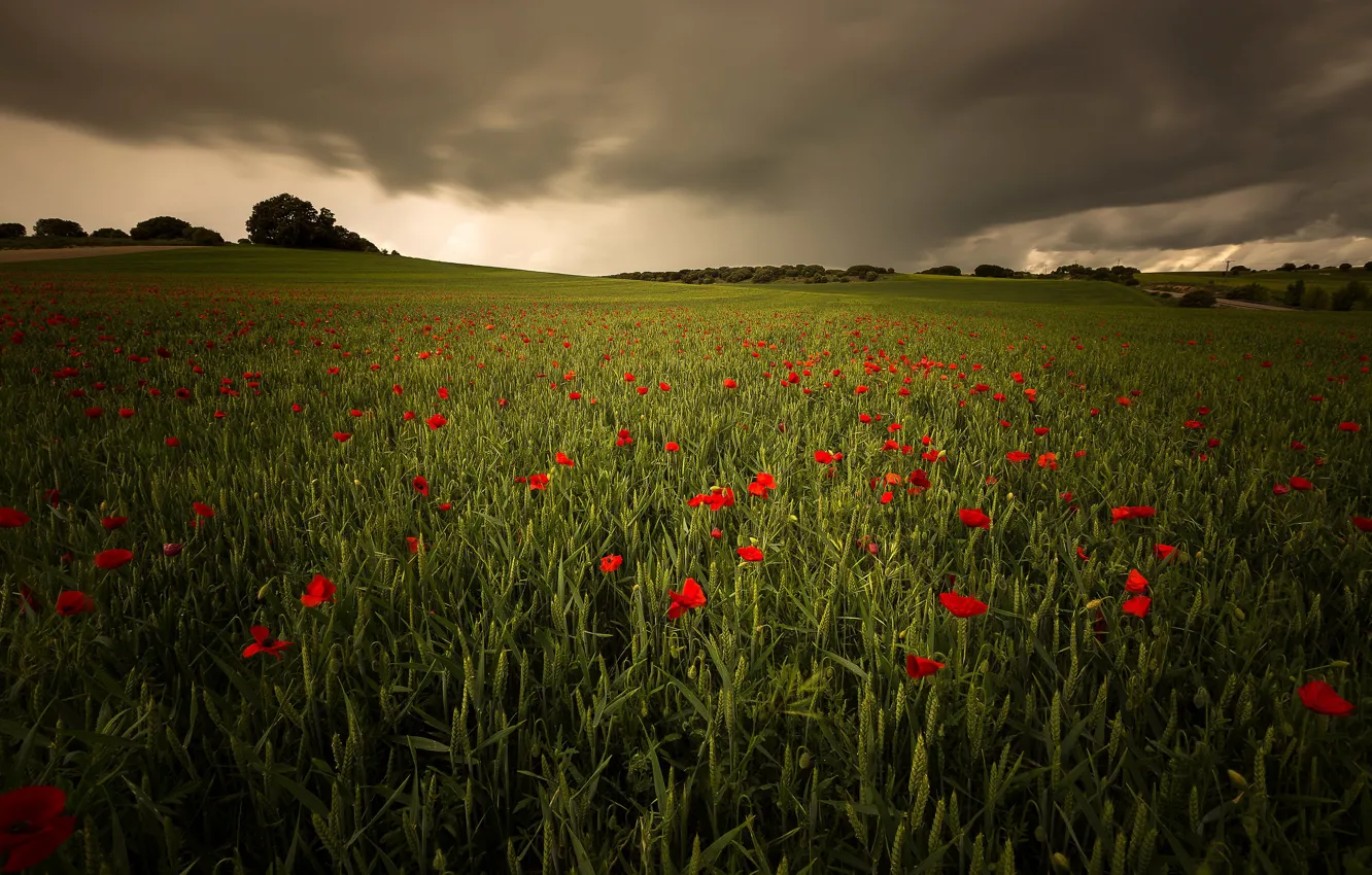 Photo wallpaper field, the sky, clouds, trees, flowers, clouds, hills, Maki