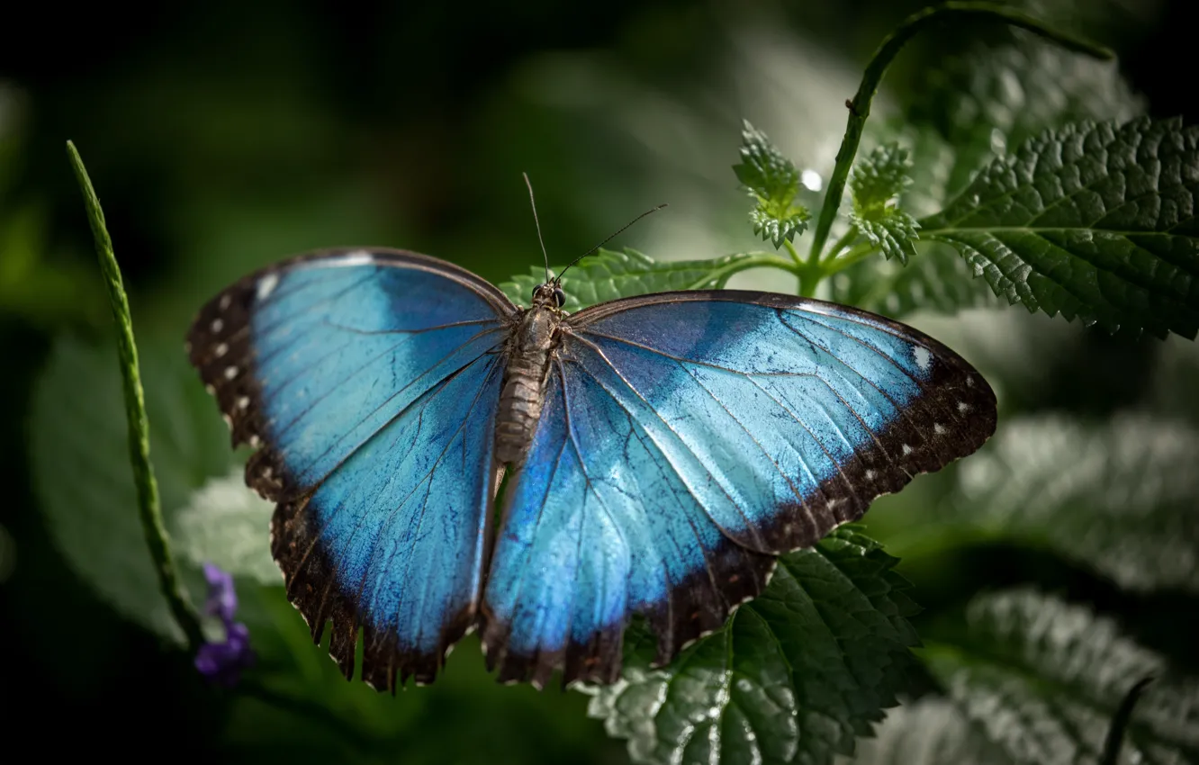 Photo wallpaper leaves, macro, blue, butterfly
