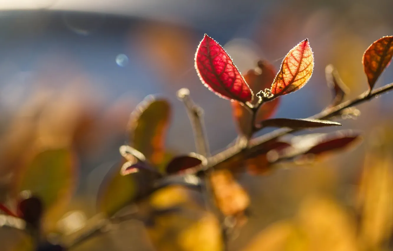 Photo wallpaper leaves, the sun, macro, branches, background, tree, Wallpaper, blur