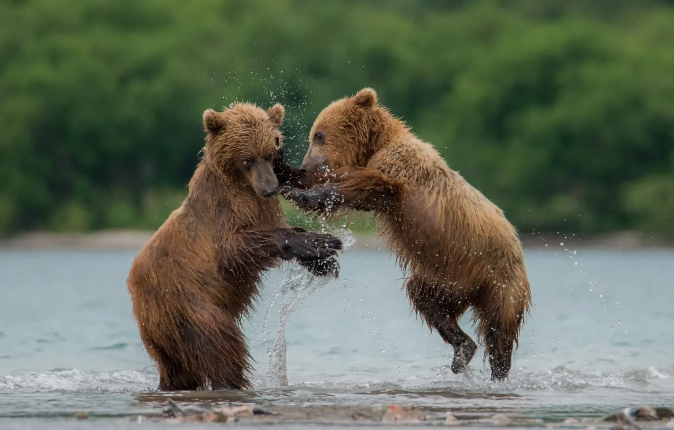 Photo wallpaper forest, water, bear, play