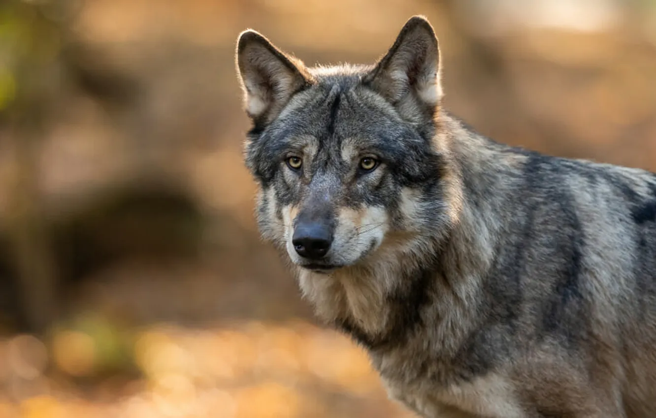 Photo wallpaper fantasy, Predator, nature, art, snow, face, animal, wolf